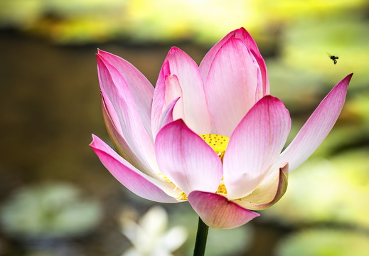 Costa Rica Provinz San José (Carara)