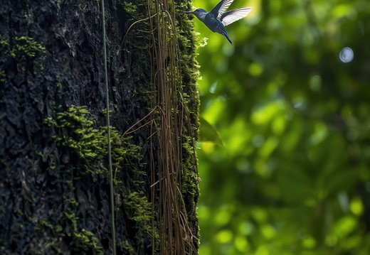2025 Costa Rica Uvita Marino-Ballena-Nationalpark Bild07 web