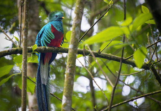 Costa Rica Provinz San José (Parque Nacional Los Quetzales)