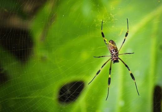 2025 Costa Rica Cartago Jardín Botánico Lankester Echte Netzradspinne Bild01 web