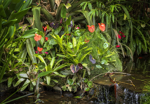 2025 Costa Rica Cartago Jardín Botánico Lankester Grosse Flamingoblume Bild01 web