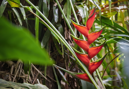 2025 Costa Rica Cartago Jardín Botánico Lankester Hängende Hummernschere Bild01 web