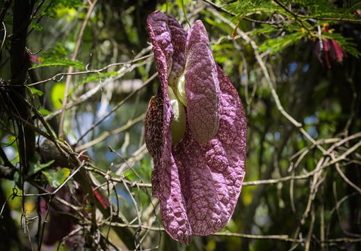 2025 Costa Rica Cartago Jardín Botánico Lankester Holländerpfeife Bild01 web