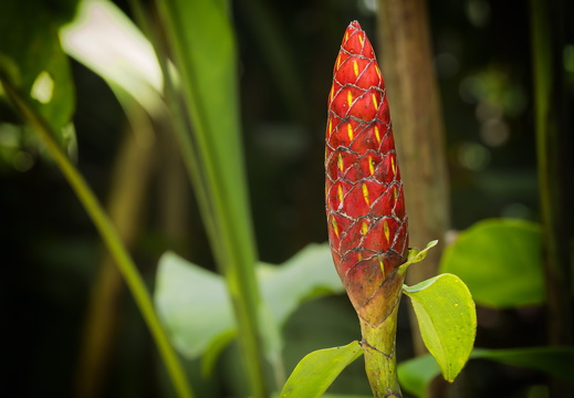 2025 Costa Rica Cartago Jardín Botánico Lankester Knopfingwer Bild01 web