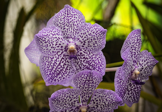2025 Costa Rica Cartago Jardín Botánico Lankester Blaue Orchidee Bild03 web