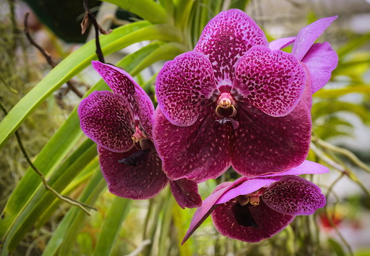 2025 Costa Rica Cartago Jardín Botánico Lankester Blaue Orchidee Bild02 web