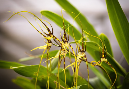 2025 Costa Rica Cartago Jardín Botánico Lankester Spinnenorchidee Bild01 web