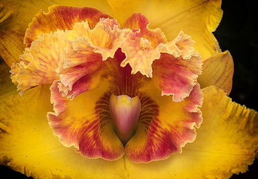 2025 Costa Rica Cartago Jardín Botánico Lankester Orchidee Cattleya labiata Bild01 web