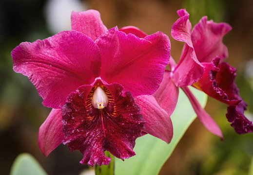 2025 Costa Rica Cartago Jardín Botánico Lankester Orchidee Purpurrote Cattleya Bild02 web