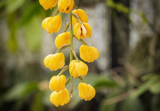 2025 Costa Rica Cartago Jardín Botánico Lankester Orchidee Dendrobium chrysanthum Bild01 web