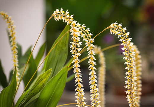 2025 Costa Rica Cartago Jardín Botánico Lankester Orchidee Dendrochilum uncatum Bild01 web