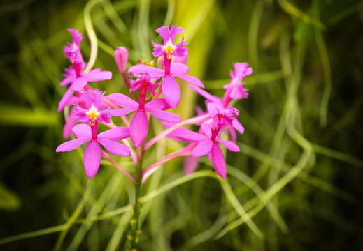 2025 Costa Rica Cartago Jardín Botánico Lankester Kreuzorchidee Bid01 web
