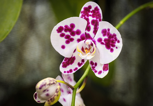 2025 Costa Rica Cartago Jardín Botánico Lankester Nachtfalter-Orchidee Bild04 web