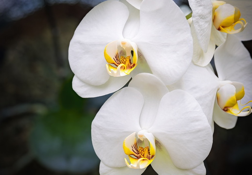 2025 Costa Rica Cartago Jardín Botánico Lankester Nachtfalter-Orchidee Bild01 web