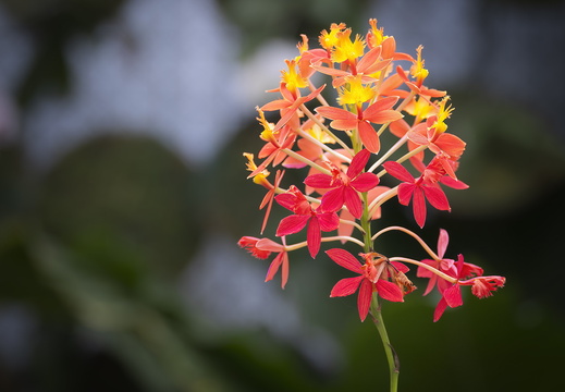 2025 Costa Rica Cartago Jardín Botánico Lankester Wurzelndes Epidendrum Bild01 web