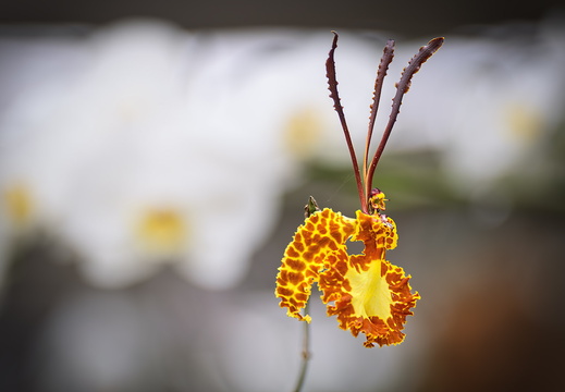 Costa Rica Provinz San José (Cartago) 