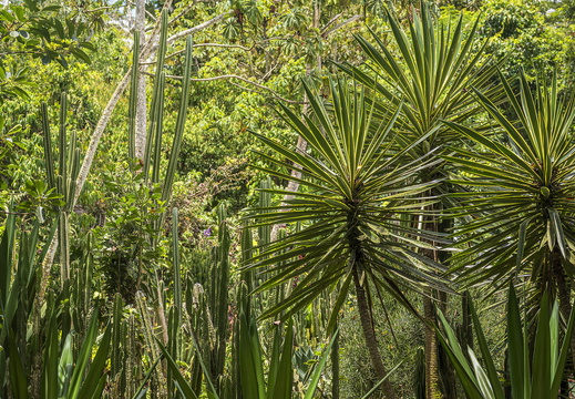 2025 Costa Rica Cartago Jardín Botánico Lankester Spanisches Bajonett Bild01 web