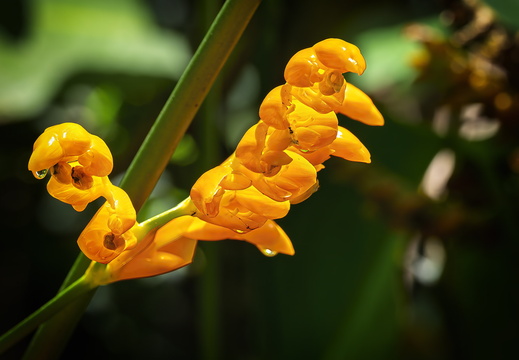 2025 Costa Rica Cartago Jardín Botánico Lankester Gebetspflanze Bild02 web