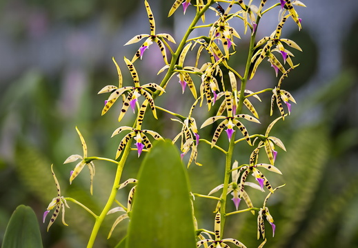 2025 Costa Rica Cartago Jardín Botánico Lankester Tintenfisch-Orichdee Bild01 web