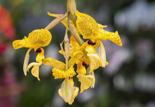 2025 Costa Rica Cartago Jardín Botánico Lankester Tiger-Orchidee Bild01 web