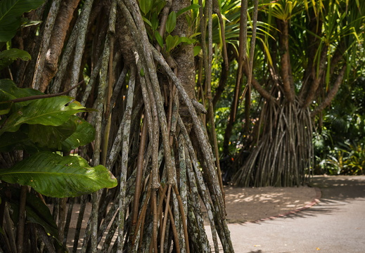 2025 Costa Rica Cartago Jardín Botánico Lankester Bild01 web