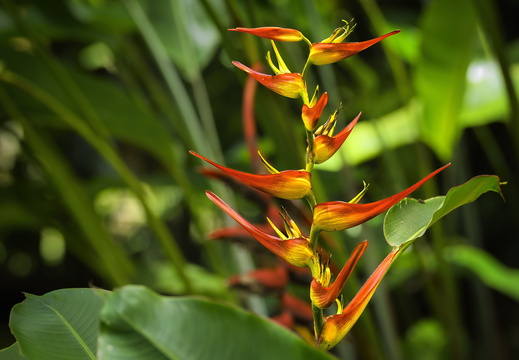 2025 Costa Rica Cartago Jardín Botánico Lankester Papageien Hummernschere Bild02 web