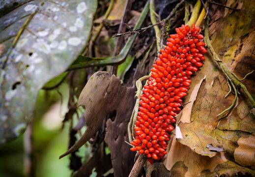 2025 Costa Rica Cartago Jardín Botánico Lankester Flamingoblume Bild01 web