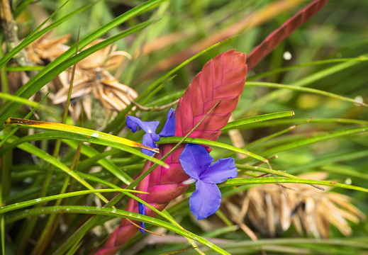 2025 Costa Rica Cartago Jardín Botánico Lankester Blaue Tillandsie Bild02 web