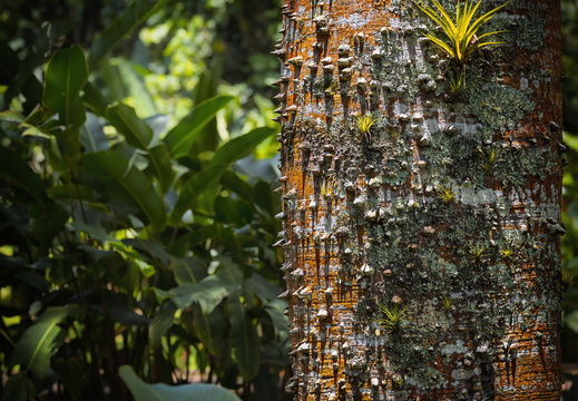 2025 Costa Rica Cartago Jardín Botánico Lankester Weißer Kapokbaum Bild01 web